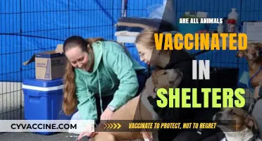 Shelter Animal Vaccinations: Are All Pets Protected Before Adoption?