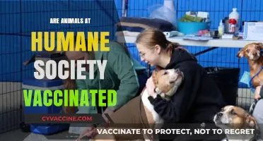 Are Humane Society Animals Vaccinated? What You Need to Know