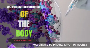 Vaccine Antigens: Are They Excreted or Retained?