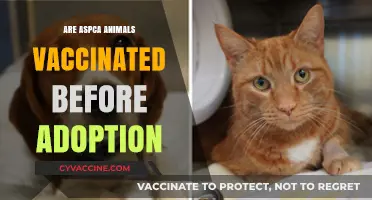 ASPCA Adoption Process: Are Animals Vaccinated Before Finding Homes?
