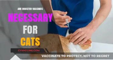 Are Booster Vaccines Essential for Your Cat's Long-Term Health?