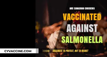 Canadian Chickens and Salmonella: Vaccination Practices Explained