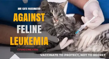 Feline Leukemia Vaccination: Essential Protection for Your Cat's Health