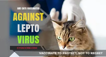 Do Cats Need Lepto Virus Vaccination? Essential Pet Health Insights