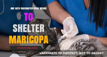 Vaccinating Cats: Maricopa Shelters' Intake Process