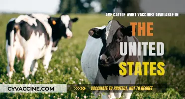 Wart Vaccines for Cattle: Are They Available in the US?