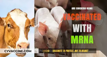 Are mRNA Vaccines Being Used in Chicken Farming?