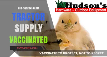 Are Tractor Supply Chickens Vaccinated? What Buyers Need to Know