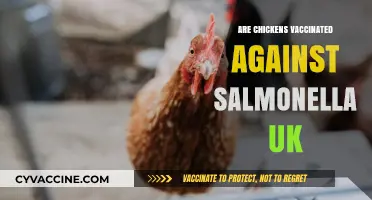 Are UK Chickens Vaccinated Against Salmonella? What You Need to Know