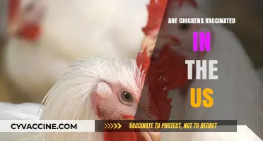 Are US Chickens Vaccinated? Exploring Poultry Health Practices in America