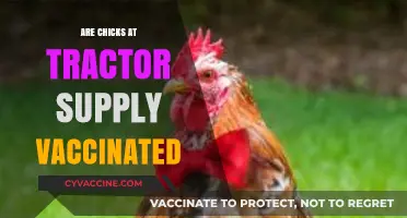 Are Tractor Supply Chicks Vaccinated? What Buyers Need to Know