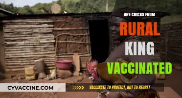 Are Rural King Chicks Vaccinated? What Buyers Need to Know