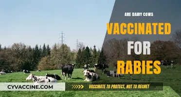 Do Dairy Cows Need Rabies Vaccines? Facts and Insights
