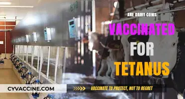 Dairy Cow Tetanus Vaccination: Essential Health Practices Explained