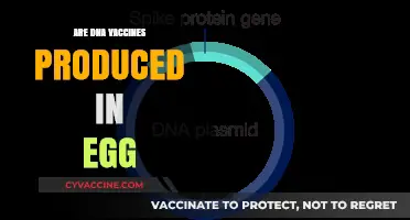 Are DNA Vaccines Produced in Eggs? Unraveling the Manufacturing Process