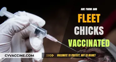 Are Farm and Fleet Chicks Vaccinated? What Buyers Need to Know