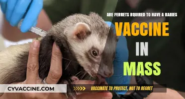 Ferrets, Rabies, and Massachusetts: What's the Deal?