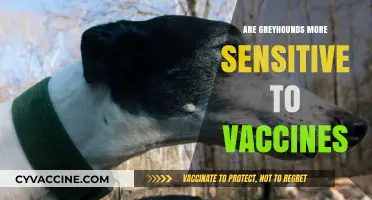 Are Greyhounds More Sensitive to Vaccines? Exploring Canine Health Concerns