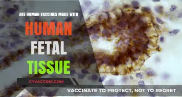 Vaccine Myth: Human Fetal Tissue in Vaccines