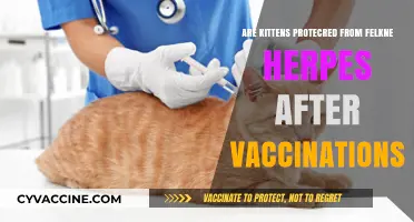 Herpes in Kittens: Can Vaccinations Offer Protection?