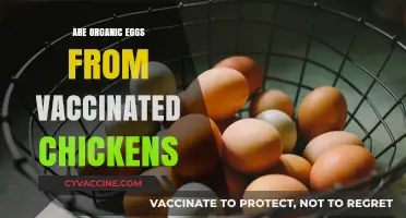 Organic Eggs: Vaccinated Chickens and Health Benefits Explained