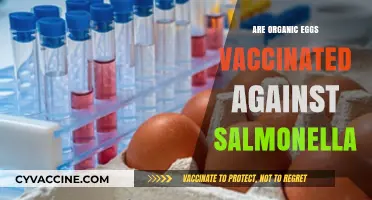 Organic Eggs and Salmonella: Are They Vaccinated for Safety?
