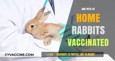 Are Pets at Home Rabbits Vaccinated? Essential Health Insights