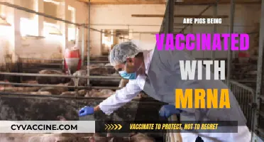 Are Pigs Receiving mRNA Vaccines? Unraveling Agricultural Immunization Trends