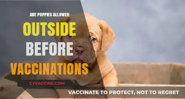 Puppy Safety: When Can They Go Outside Before Vaccinations?
