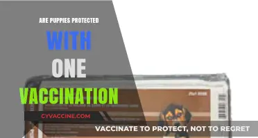 One Vaccination Enough? Protecting Puppies from Diseases and Risks