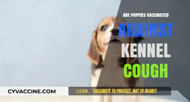 Are Puppies Vaccinated Against Kennel Cough? Essential Pet Health Guide