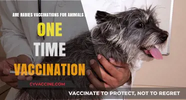Rabies Vaccinations: Are Repeat Animal Shots Needed?