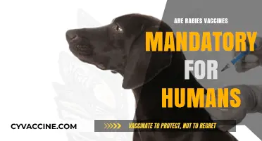 Are Rabies Vaccines Mandatory for Humans? Essential Facts Explained