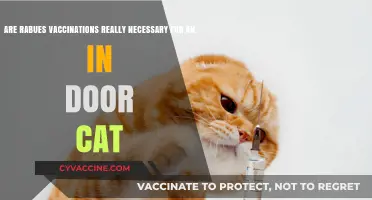 Rabies Vaccinations: Essential for Indoor Cats?