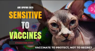 Sphynx Cats and Vaccines: Understanding Their Sensitivity and Care