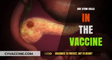 Stem Cells in Vaccines: Separating Fact from Fiction