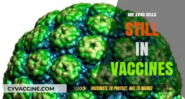Are SV40 Cells Still in Vaccines? Unraveling the Truth