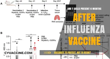 T Cells: Influenza Vaccine's Long-Lasting Legacy