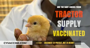 Vaccinations for Baby Chicks: Tractor Supply's Policy Explained