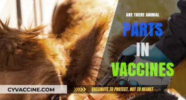 Animal Parts in Vaccines: Separating Fact from Fiction