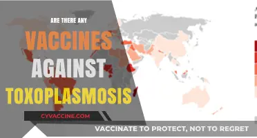 Exploring Toxoplasmosis Vaccines: Current Research and Future Possibilities