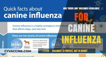 Canine Influenza Vaccines: What Dog Owners Need to Know