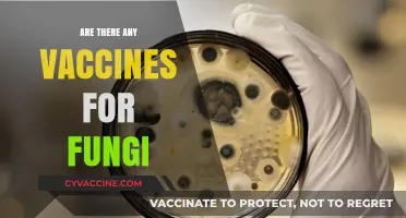 Exploring Fungal Infections: Are There Vaccines to Combat Fungi?
