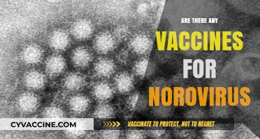 Norovirus Vaccines: Current Status and Future Prospects Explained