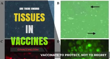 Embryonic Tissues in Vaccines: Separating Fact from Fiction