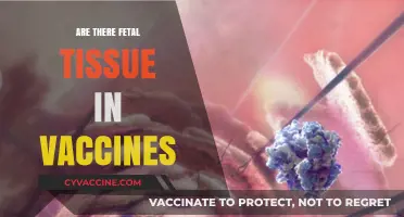 Fetal Tissue in Vaccines: Separating Fact from Fiction