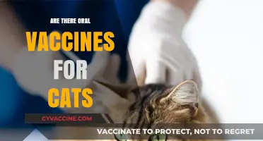 Oral Vaccines for Cats: Availability, Benefits, and What Owners Should Know