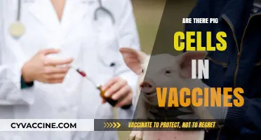 Pig Cells in Vaccines: Fact or Fiction? Unraveling the Truth
