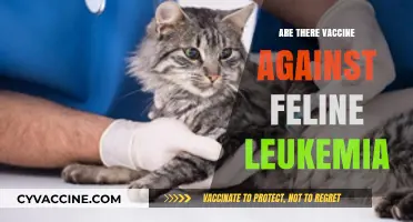 Feline Leukemia Vaccines: Are They Available and Effective?