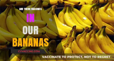 Are Vaccines in Bananas? Unraveling the Myth and Facts